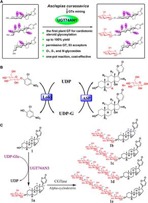 Bufadienolides originated from toad source and their anti-inflammatory activity